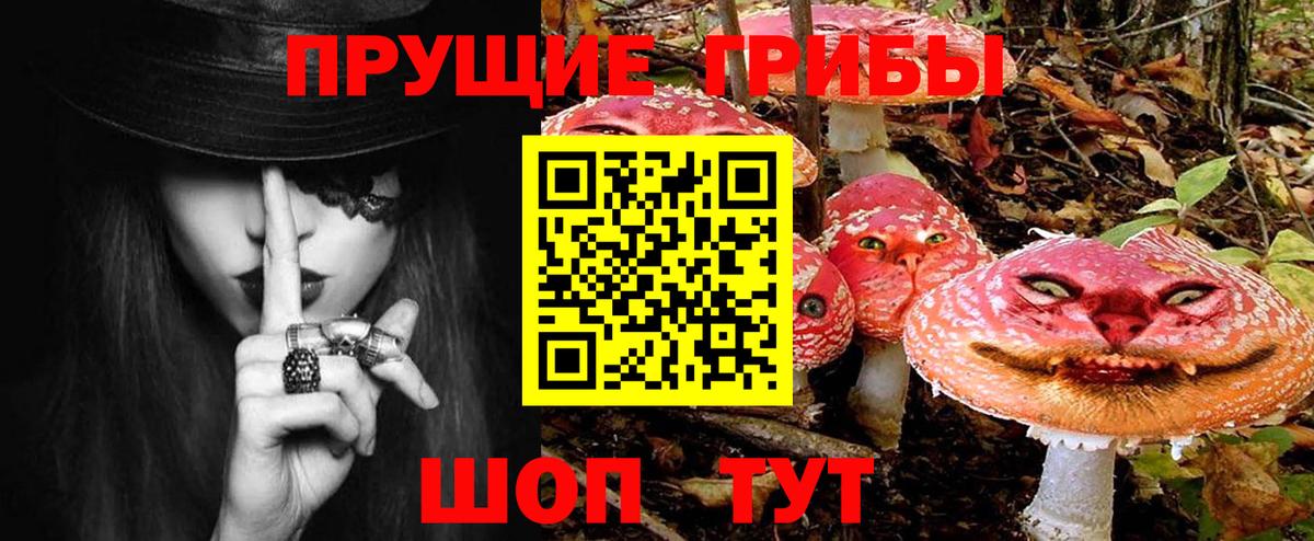 цена   Каменка  Галлюциногенные грибы Psilocybe 